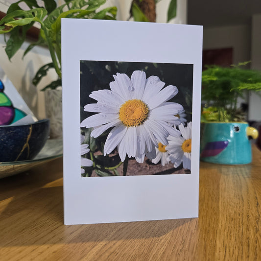 Daisy Dew - Fine Art Greetings Card